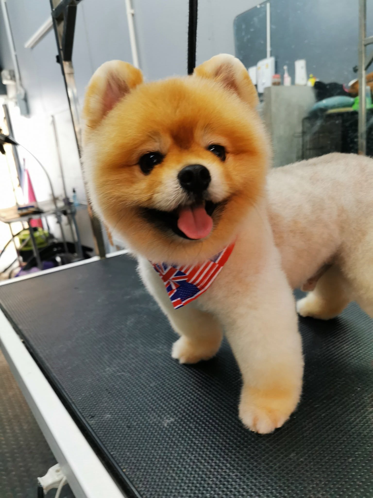 ตามหาแมววิเชียรมาศ ตาสีฟ้า ใส่ปลอกคอสีชมพู