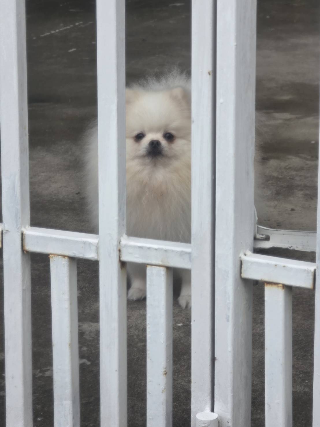 สมชายรับส่ง Pet Taxi รูปที่ 10