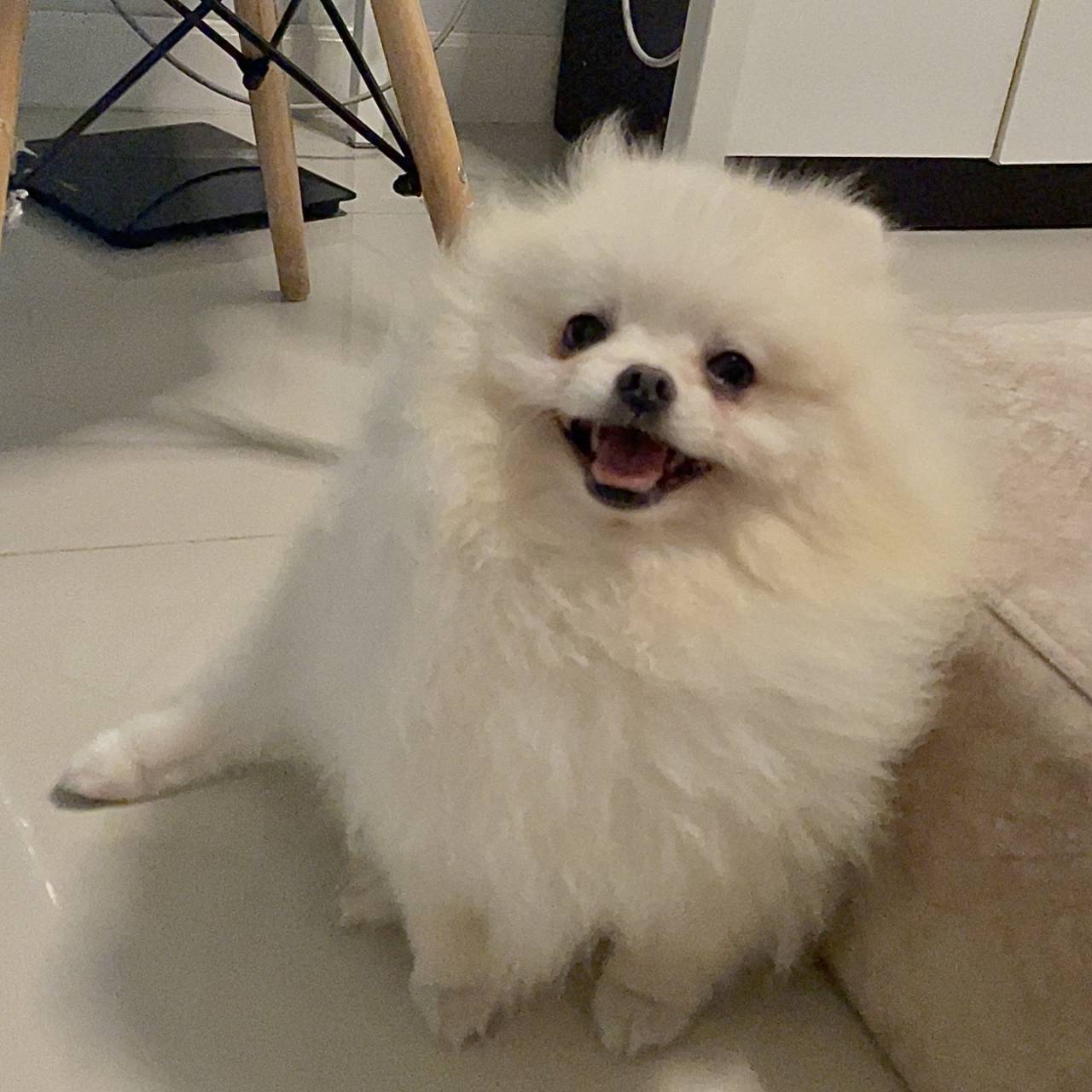 สุนัขไม่ยอมกินข้าว